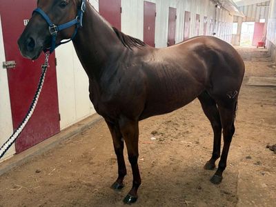 Eyesa Special Aria (WY) - 2021 Sorrel American Quarter Horse Mare