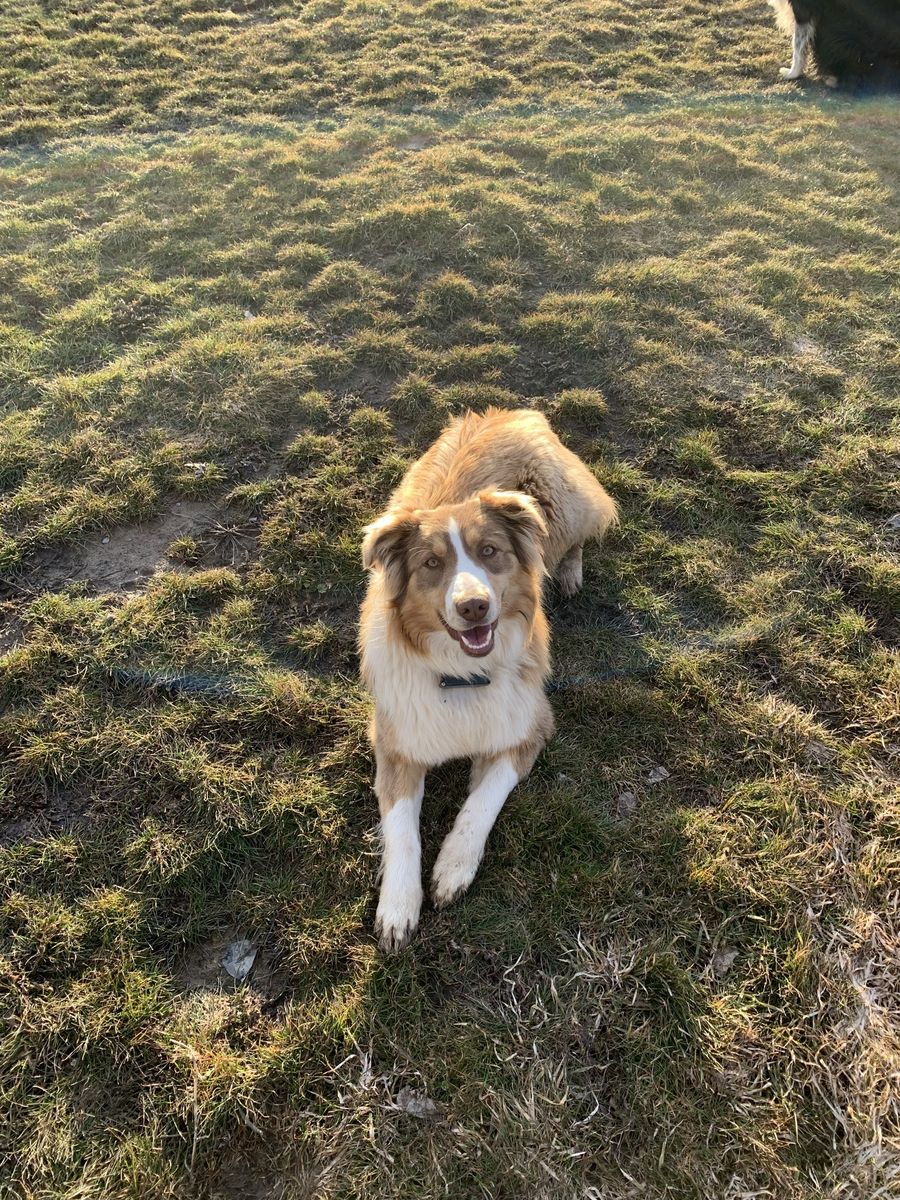 5-Year-Old Australian Shepherd Looking for the Right Home