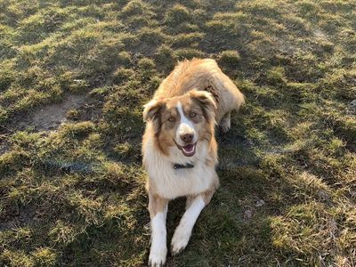 5-Year-Old Australian Shepherd