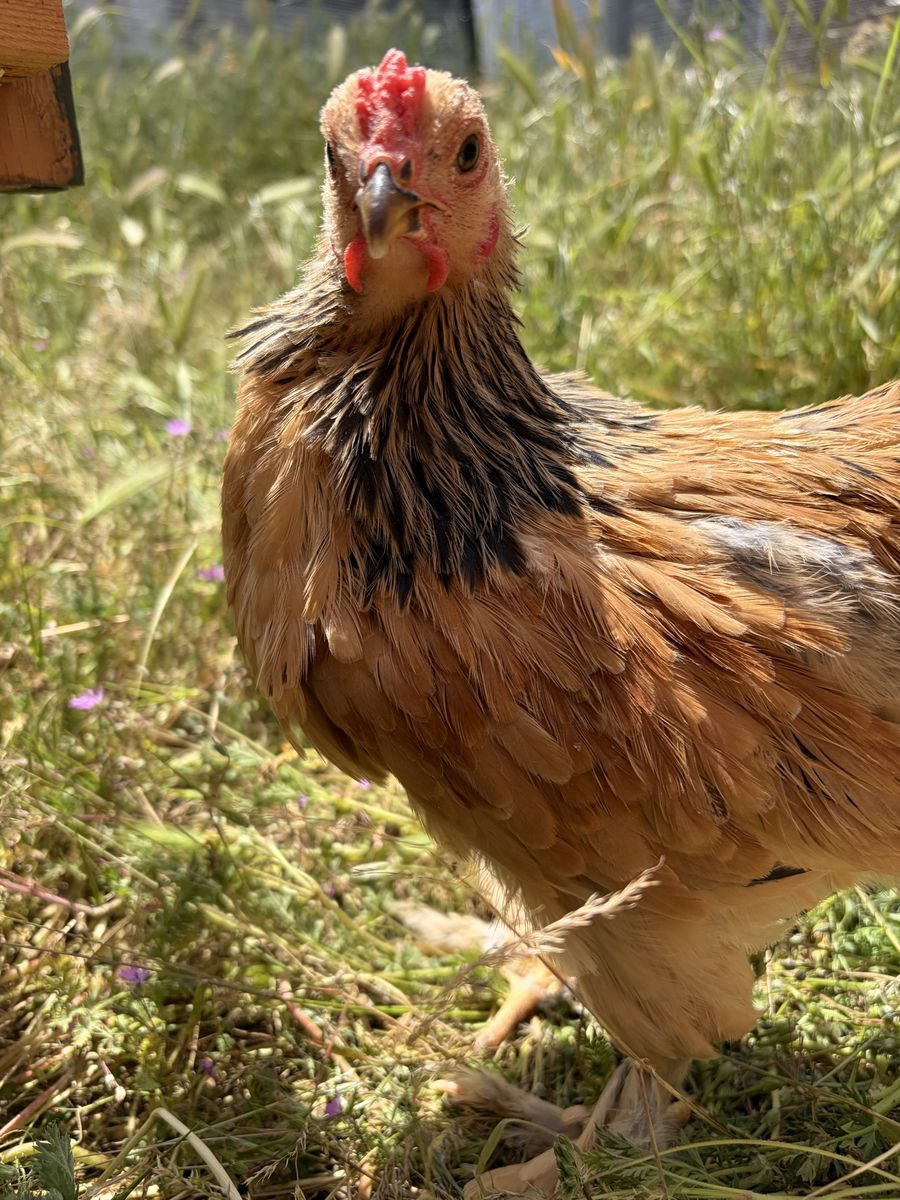 Brahma Rooster (free)