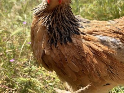 Brahma Rooster (free)