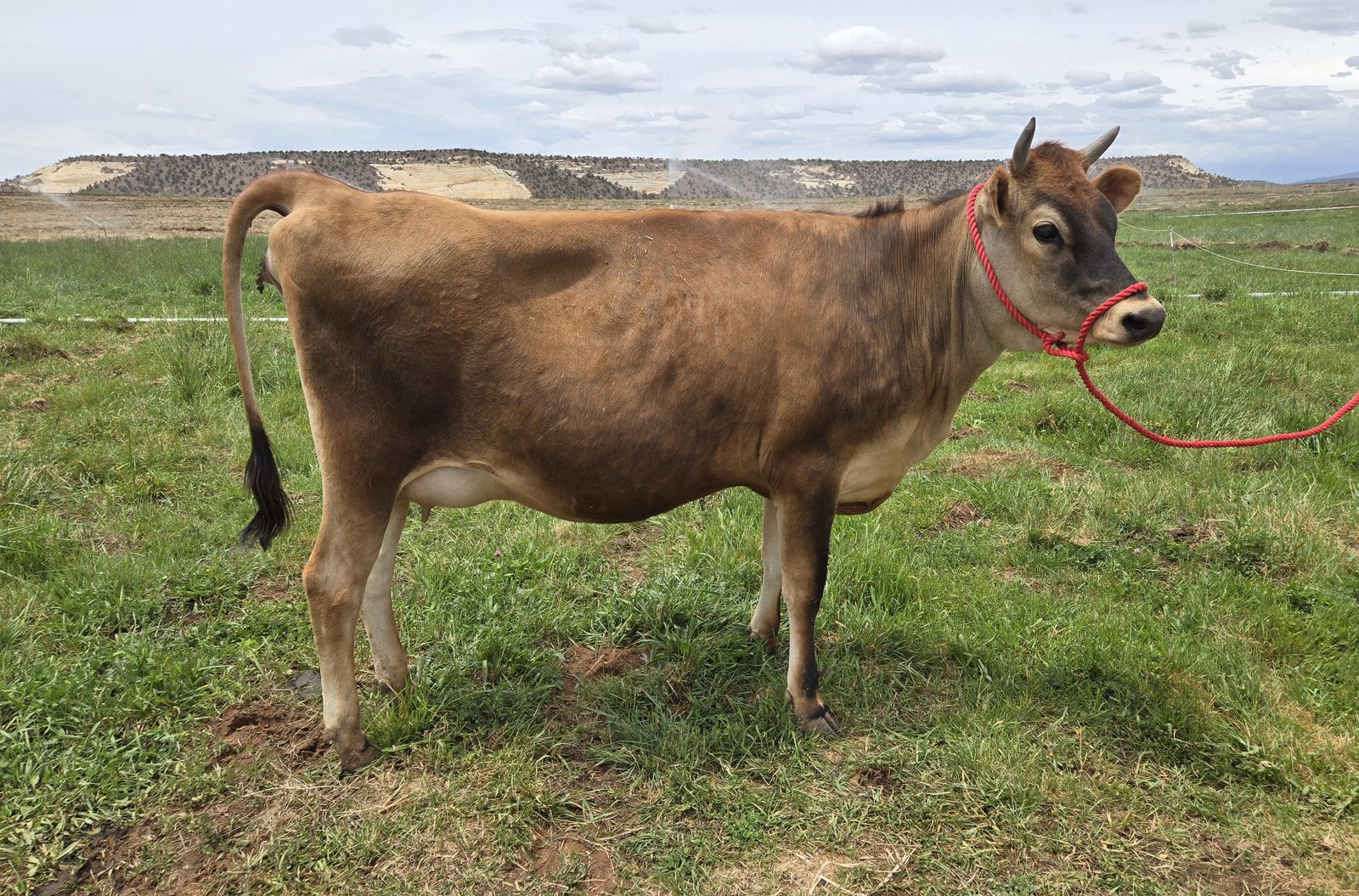 Pure bred Jersey Heifer