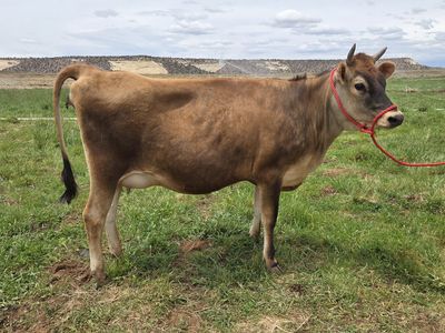 Pure bred Jersey Heifer