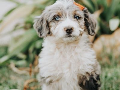 Aussiedoodles