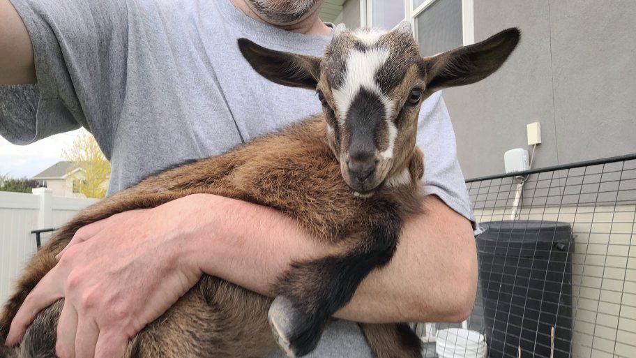 Nigerian Dwarf Buckling