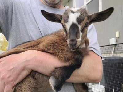 Nigerian Dwarf Buckling