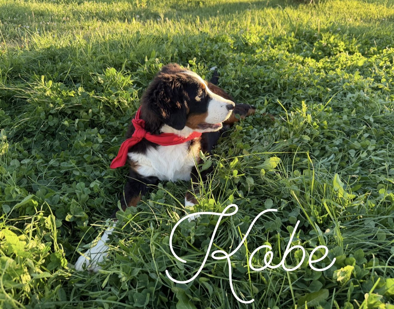AKC Bernese Mountain Dog puppies - Champion lines