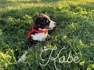 AKC Bernese Mountain Dog puppies - Champion lines