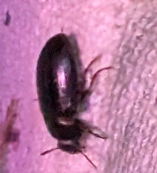 FREE!!!! MINI DERMESTID BEETLES!!!! 
FREE!!!! GREAT CLEAN UP CREW!!!!