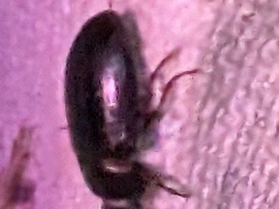 FREE!!!! MINI DERMESTID BEETLES!!!!
FREE!!!! GREAT CLEAN UP CREW!!!!