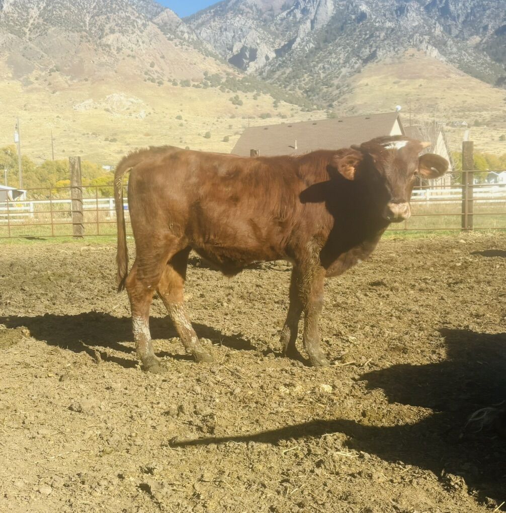 Full Blood Longhorn steer