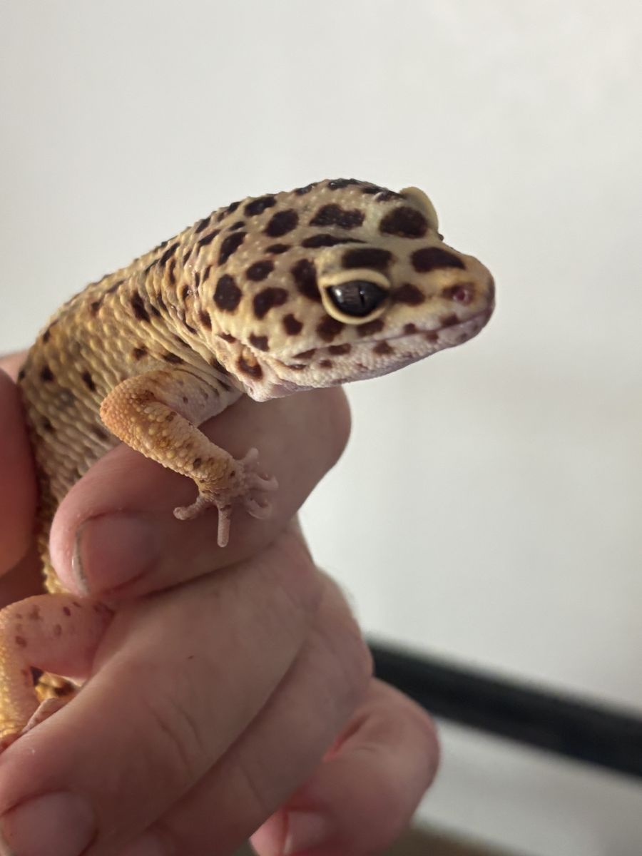 Leopard geckos 100 obo