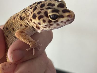 Leopard geckos 100 obo