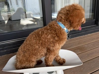 Sweetest House Trained Mini Goldendoodle Puppy