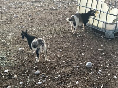 2 - 2 month old Nigerian doelings
