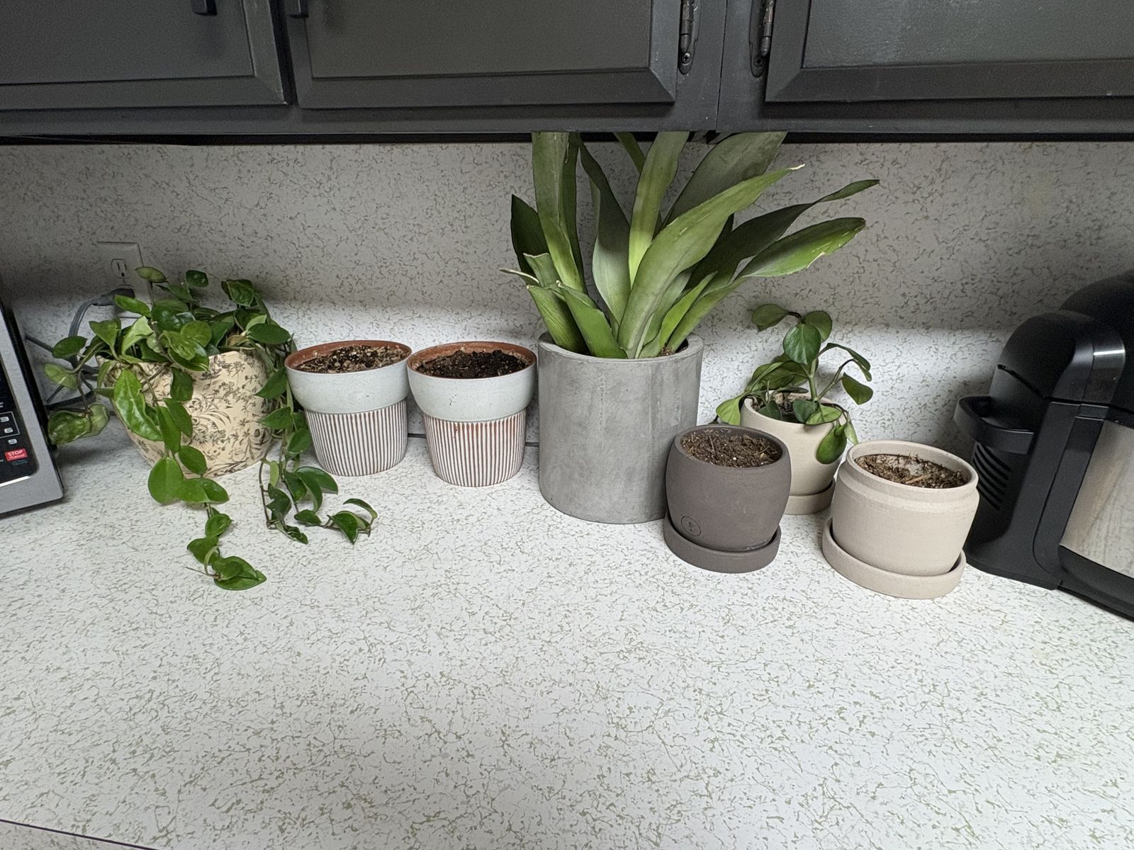 Plants Pots Decor