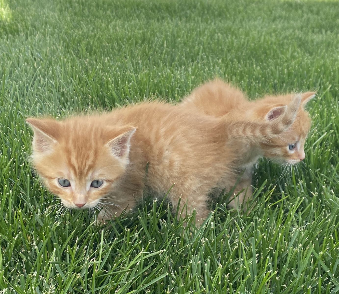 Outdoor Kittens