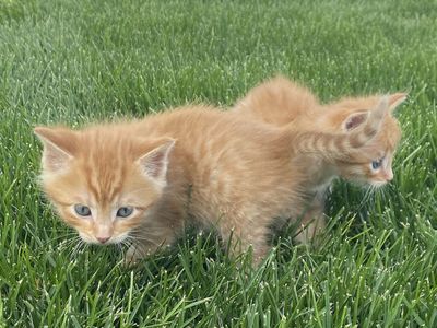 Outdoor Kittens