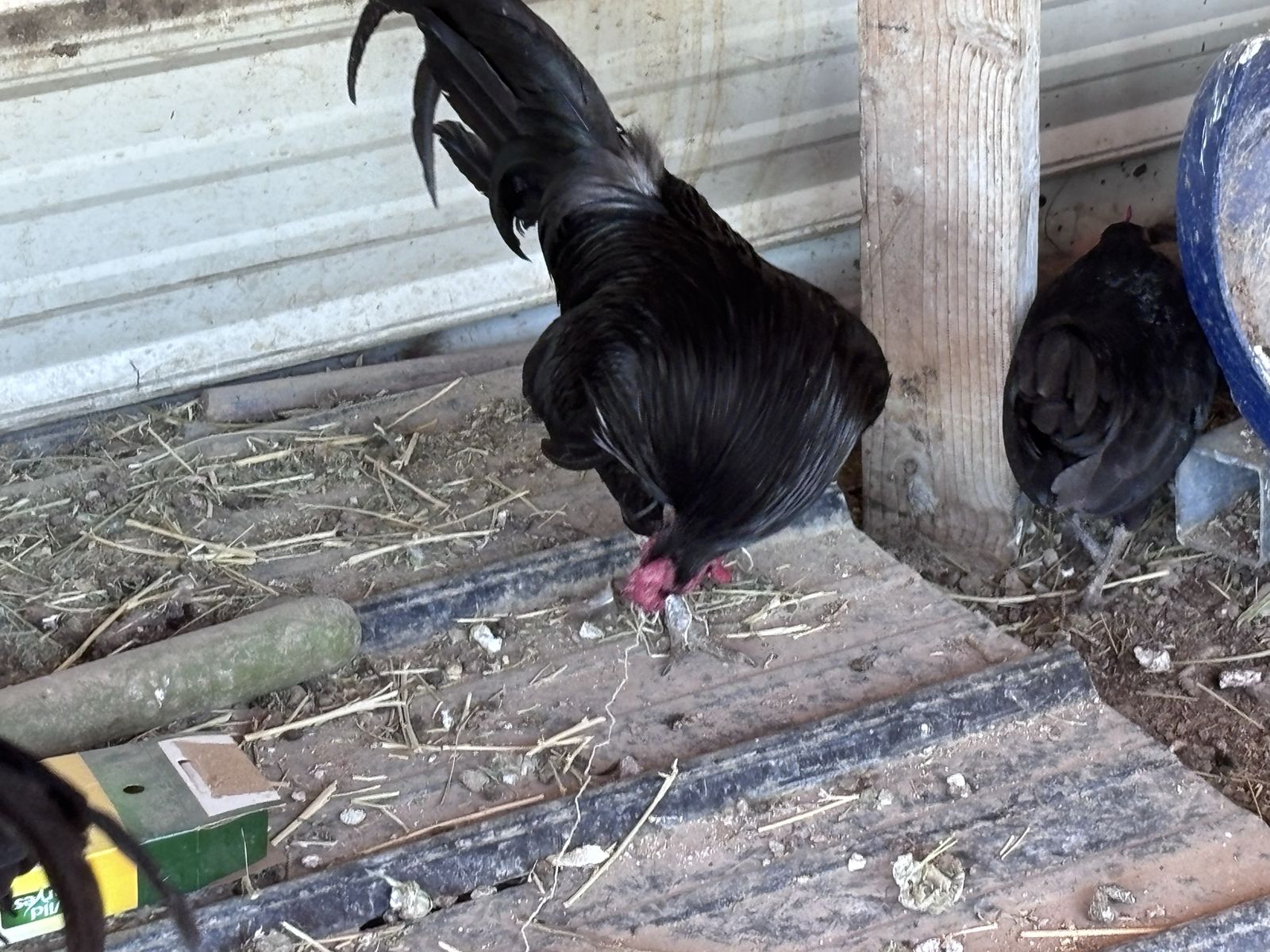 Show chickens