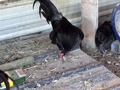 Show chickens