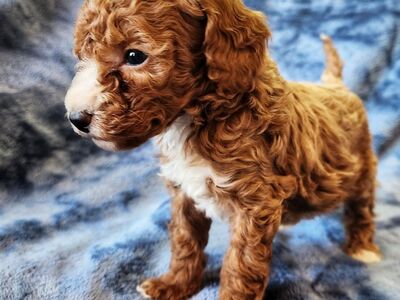 ValentineMicro Cavapoos ( Cavalier x Poodle)