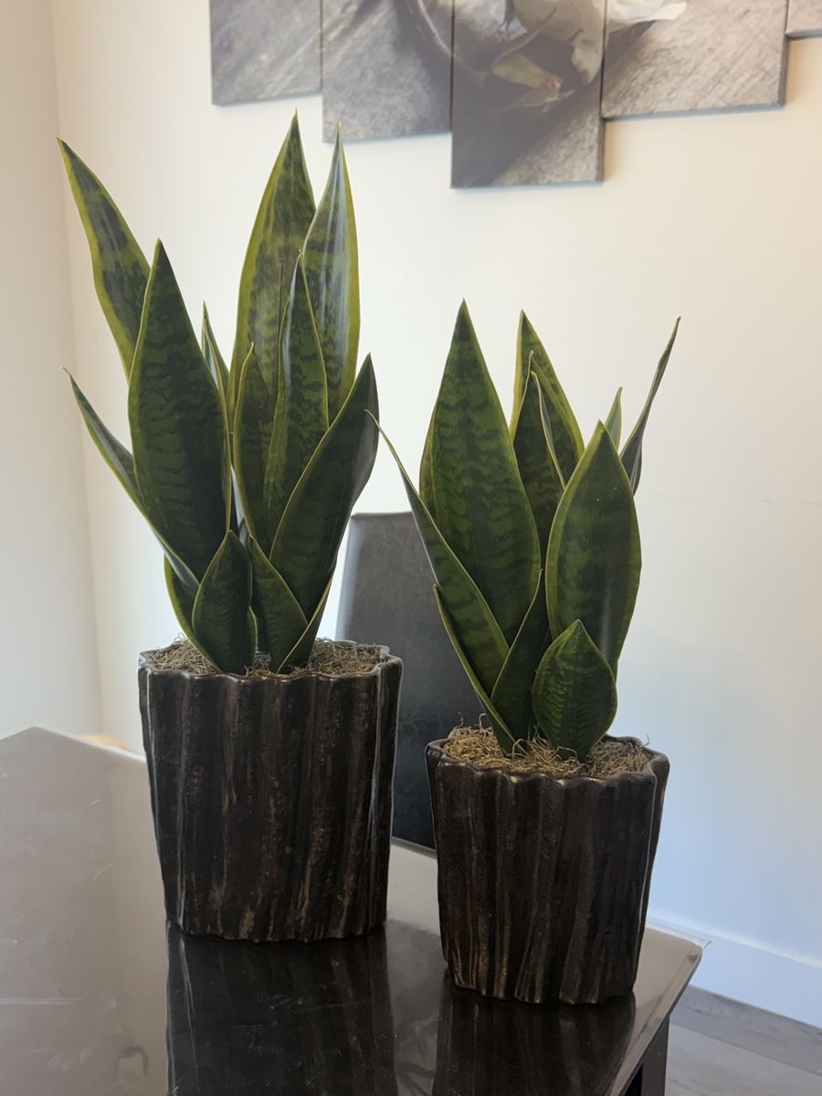 New - Faux Snake Plants - Various Sizes