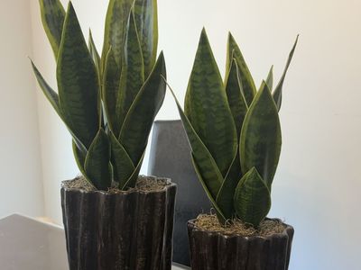New - Faux Snake Plants - Various Sizes