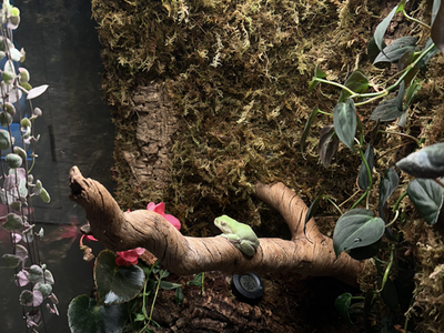 Bioactive Arboreal Vivarium Tank