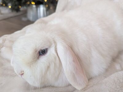 Holland Lop Doe 5 Months