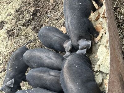 Piglets For Sale