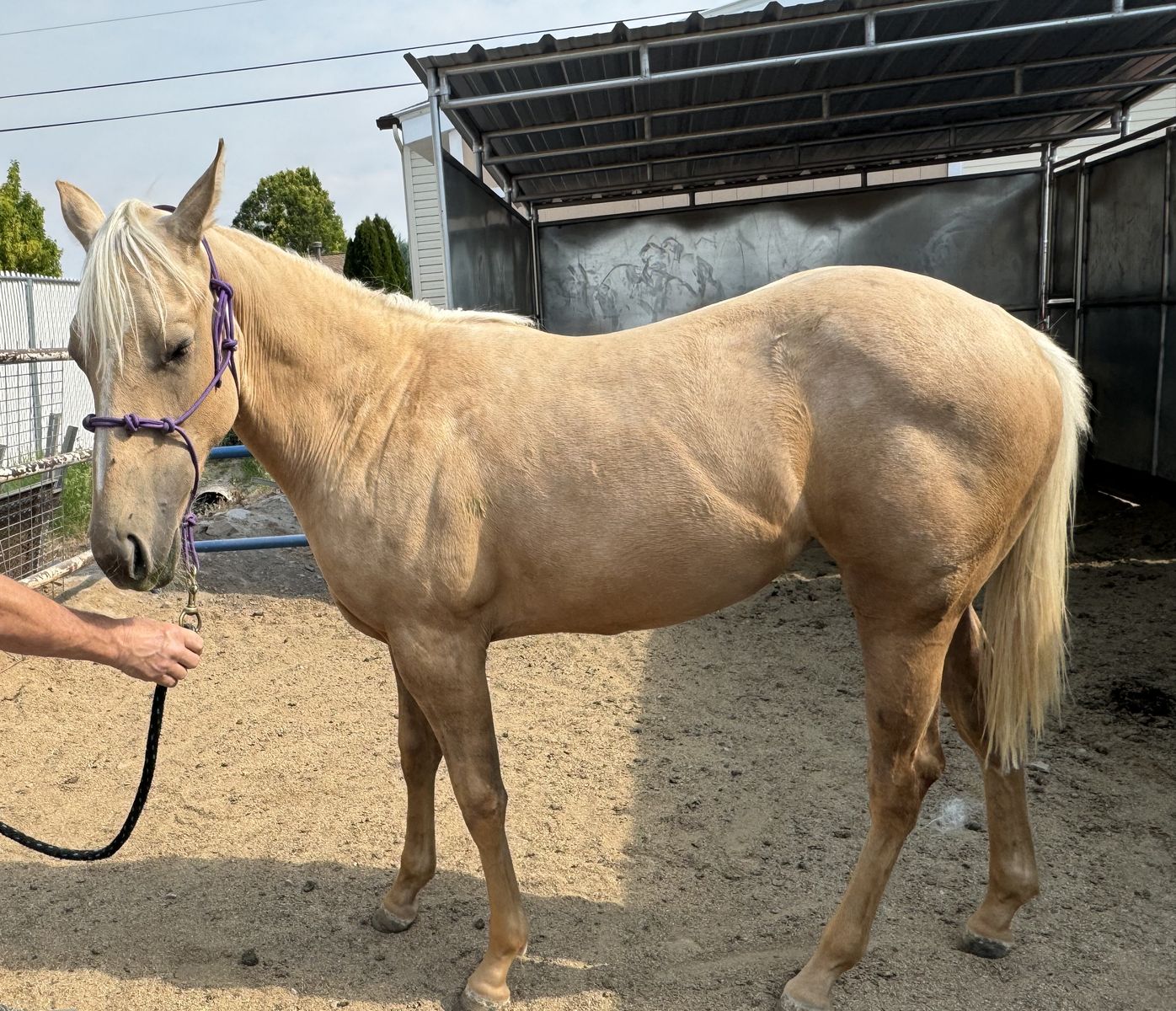 AQHA yearling filly