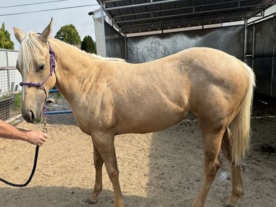 AQHA yearling filly