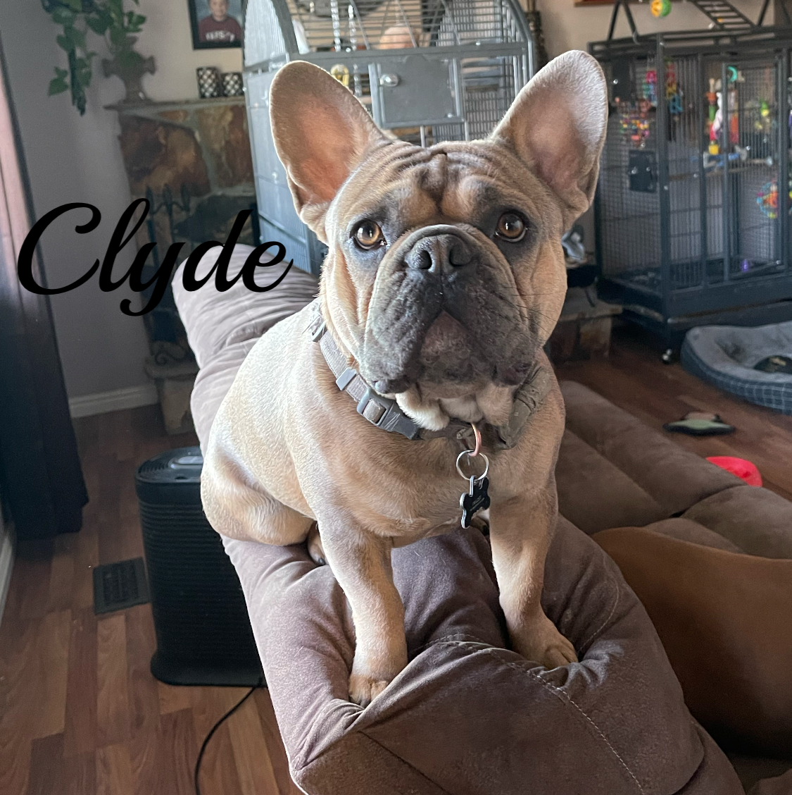French Bulldog Puppy AKC Frenchie