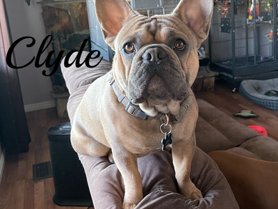 French Bulldog Puppy AKC Frenchie