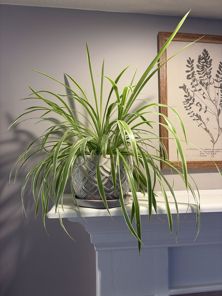 Lush Spider Plant (Chlorophytum Comosum) in Decorative Grey Pot - Healthy Live Indoor Plant