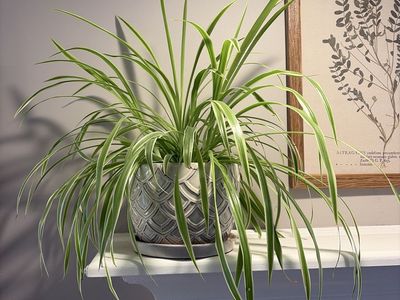 Lush Spider Plant (Chlorophytum Comosum) in Decorative Grey Pot - Healthy Live Indoor Plant