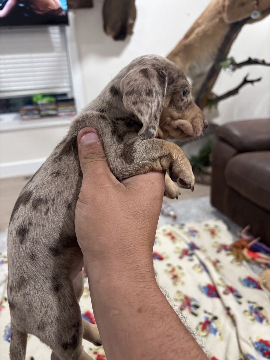 Price dropped!! AKC Chocolate & Tan Dapple Dachshund Male Puppy