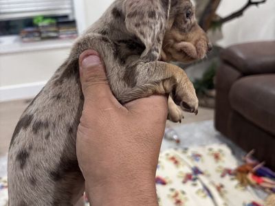 Price dropped!! AKC Chocolate & Tan Dapple Dachshund Male Puppy
