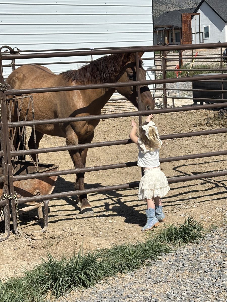 7 Year Old Dun Mare