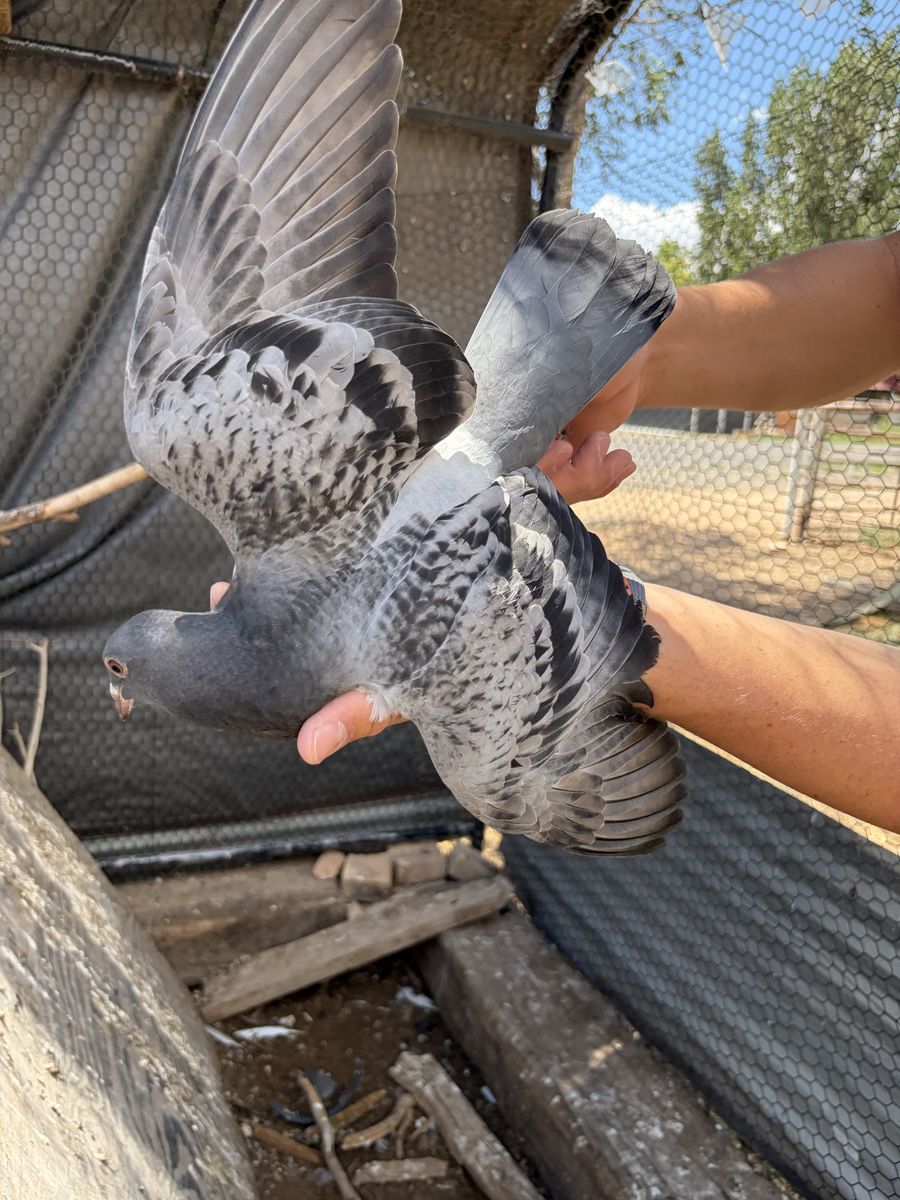 Young Healthy Homing Pigeons