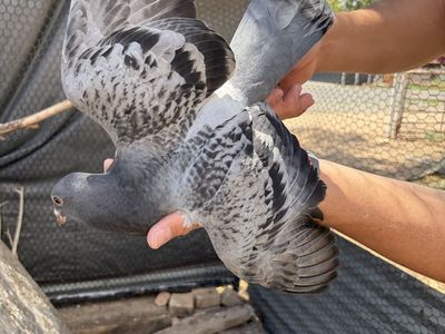 Young Healthy Homing Pigeons