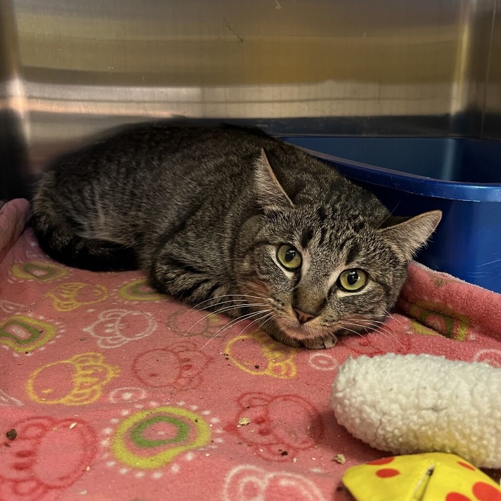 Hello my name is Fruit Bat