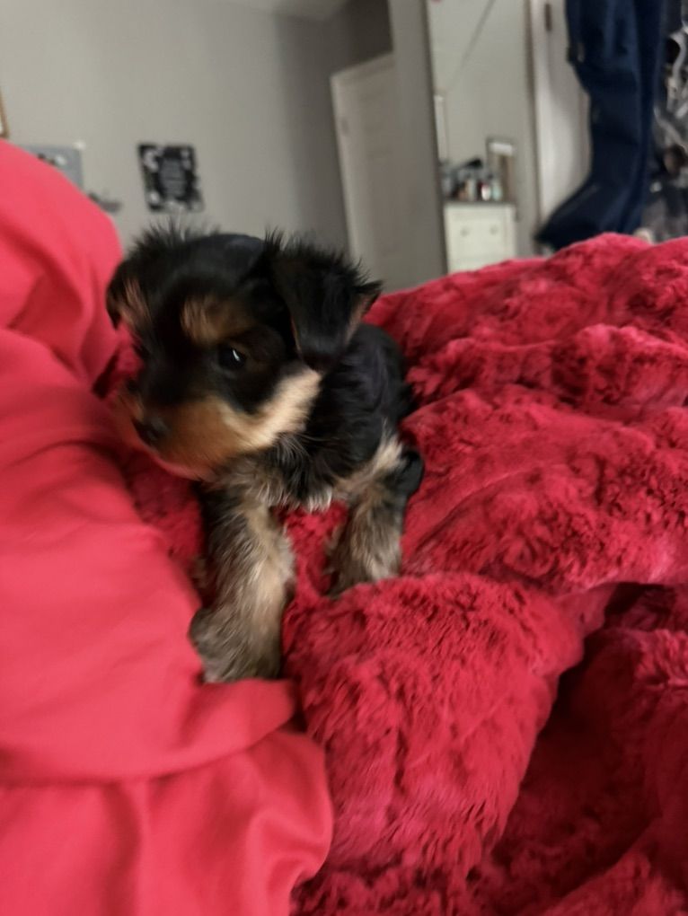 Yorkie Puppy