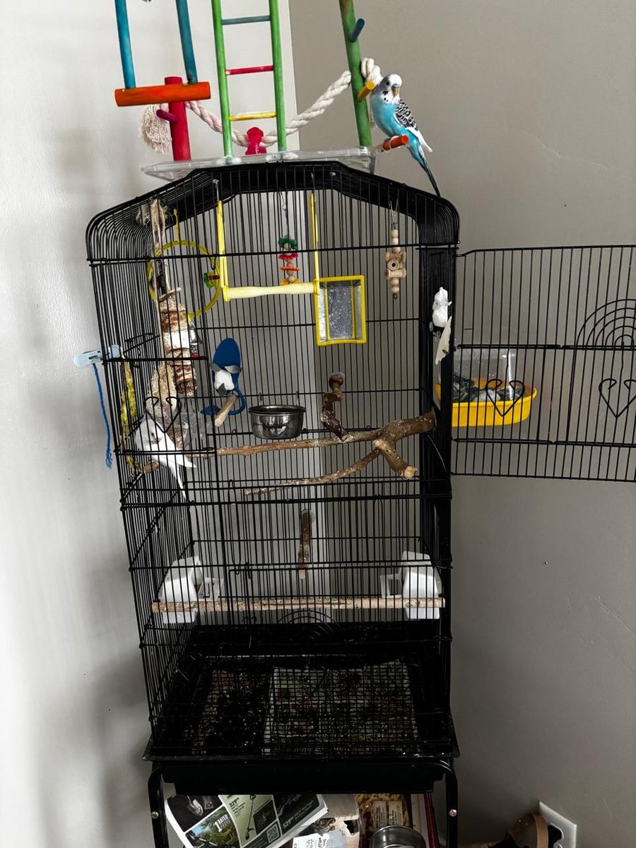Big Cage with 3 birds parakeet budgies, birds gym, toys , food and all other supplies , rare color baby bird (1 month old)