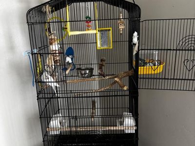 Big Cage with 3 birds parakeet budgies, birds gym, toys , food and all other supplies , rare color baby bird (1 month old)