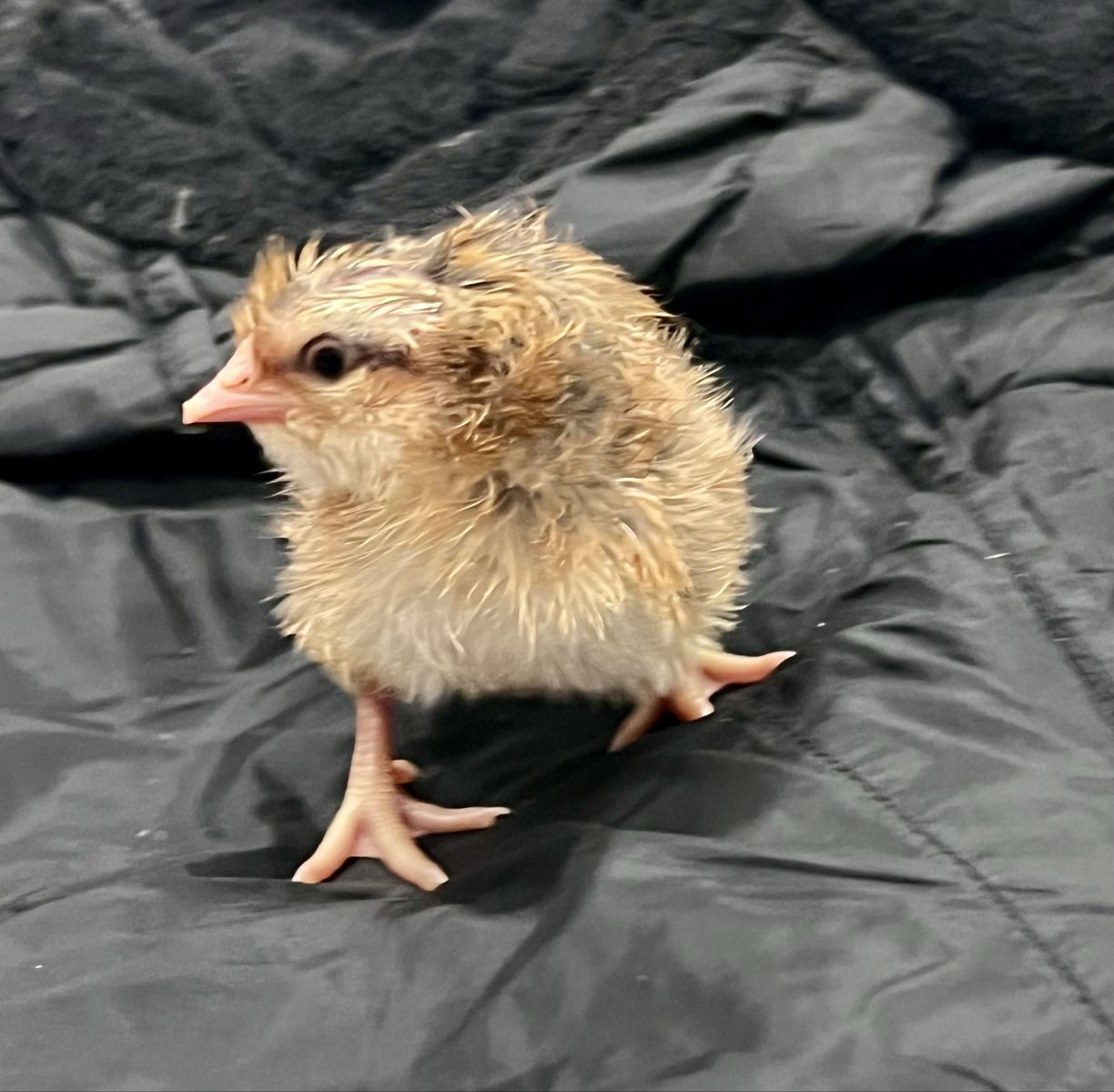 Rare AUTOSEX Bielefelder chicks