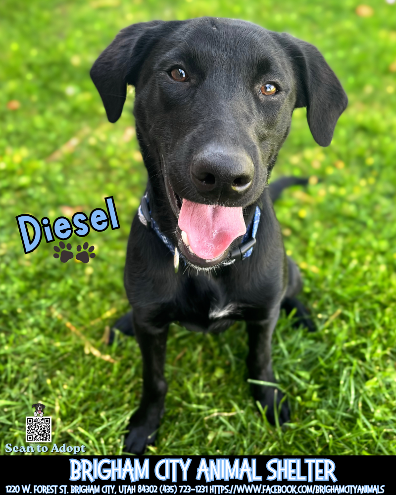 Diesel Needs A Forever Home!