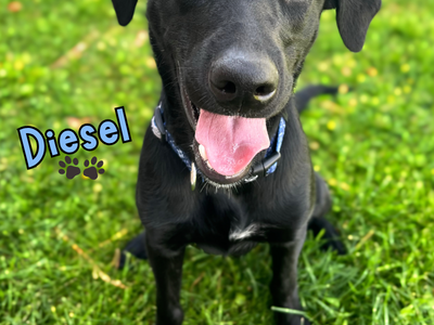 Diesel Needs A Forever Home!