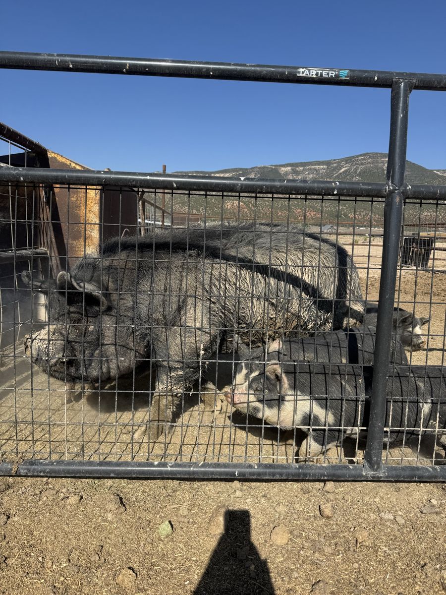 Idaho pasture pig Boar