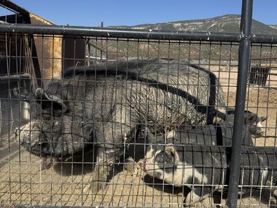 Idaho pasture pig Boar